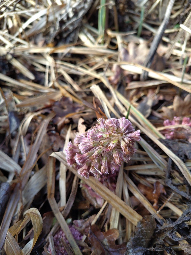 Petasites (Butterburs) (alternate view 2)