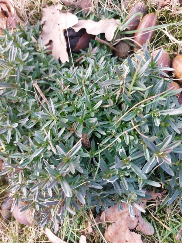 Cerastium arvense (field chickweed) (alternate view 11)