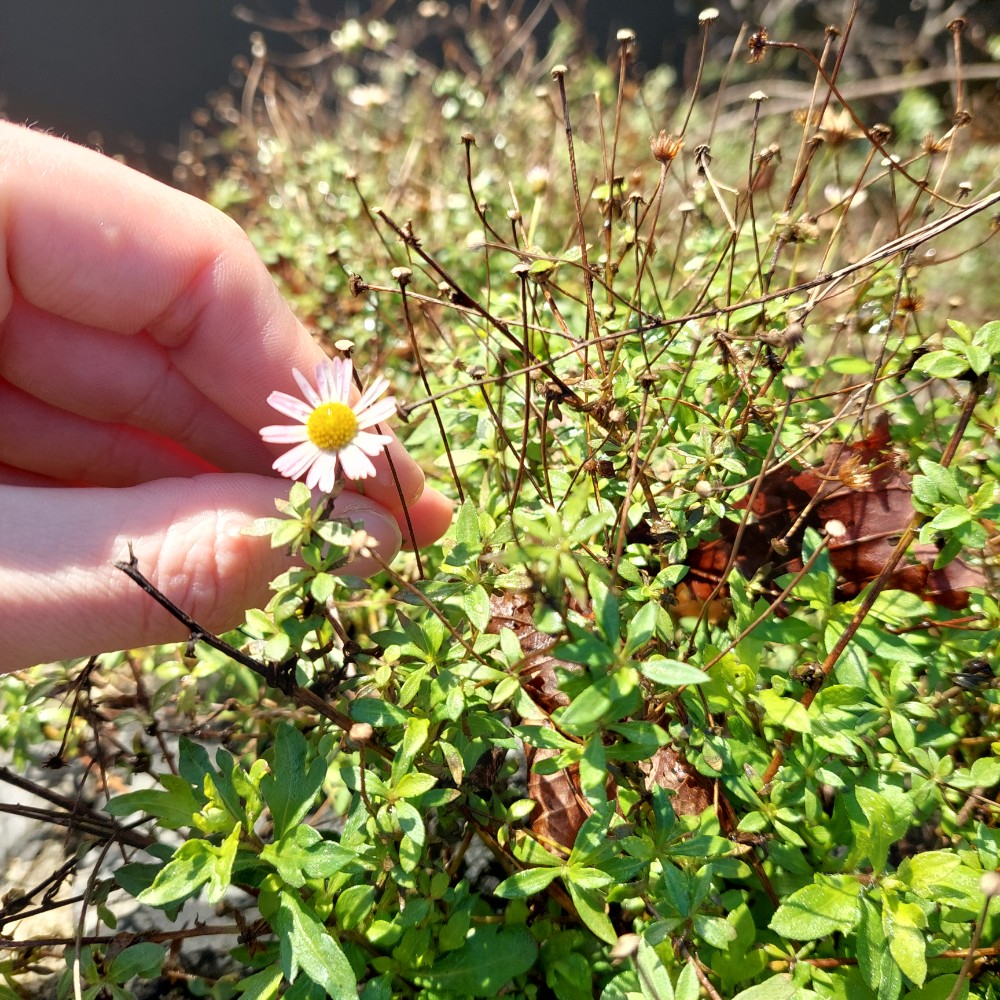 Erigeron karvinskianus (Mexican Fleabane) (alternate view 12)