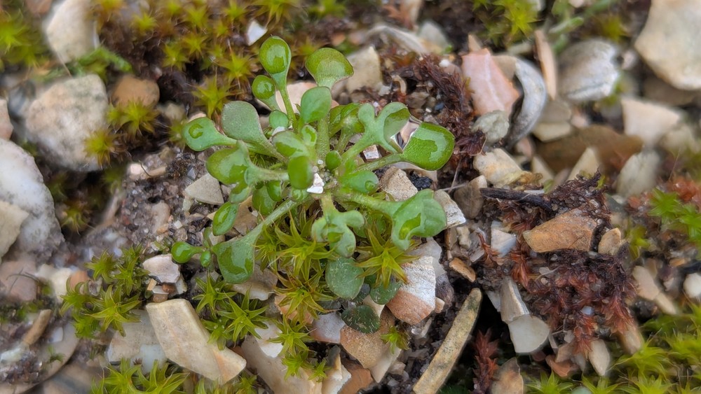 Saxifraga tridactylites (Rue-leaved Saxifrage) (alternate view 12)