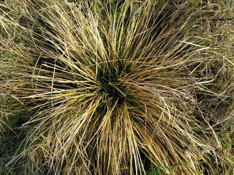 Deschampsia cespitosa (tufted hairgrass) (alternate view 13)