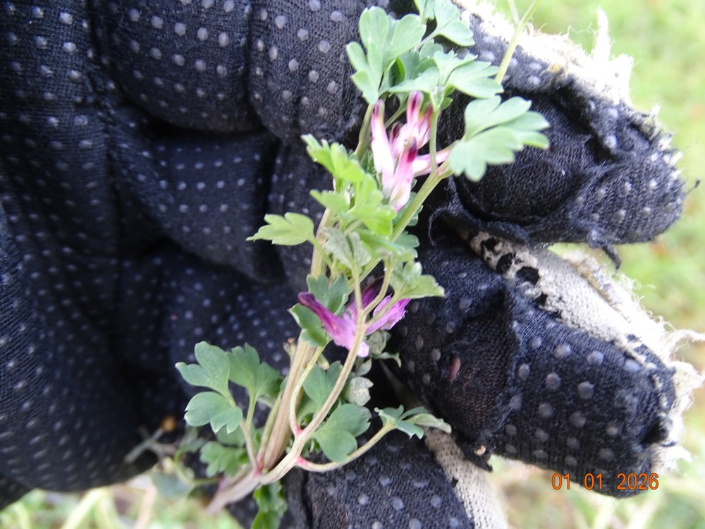 Fumaria muralis (common ramping-fumitory) (alternate view 10)
