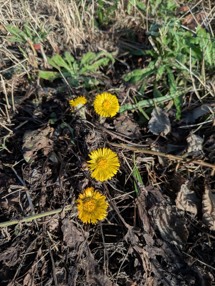 Tussilago farfara (colt's-foot) (alternate view 12)