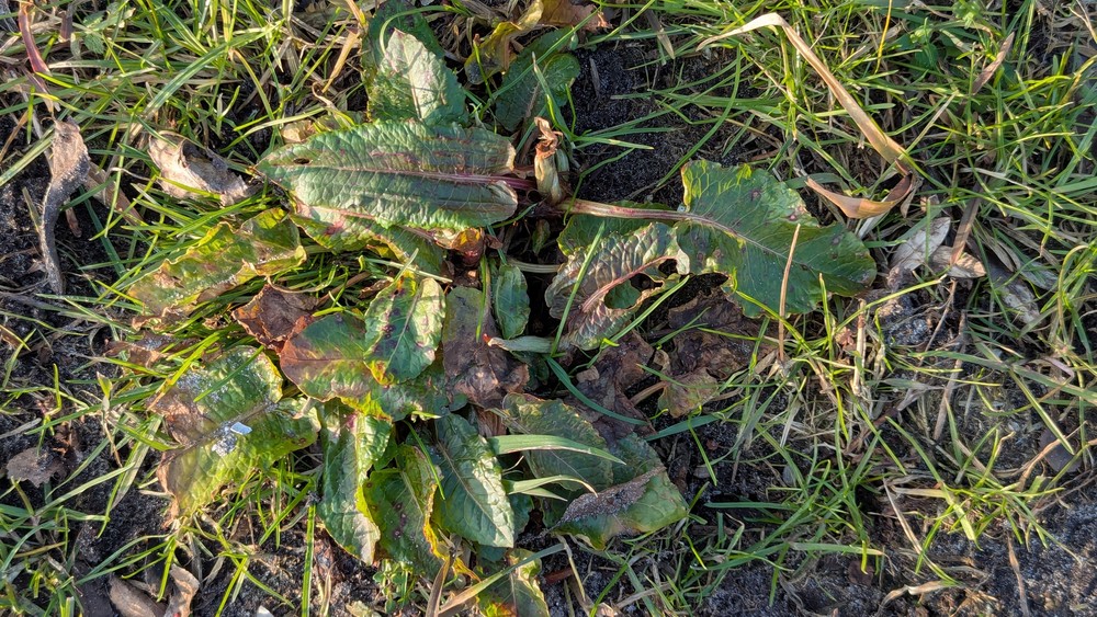 Rumex obtusifolius (broad-leaved dock) (alternate view 13)