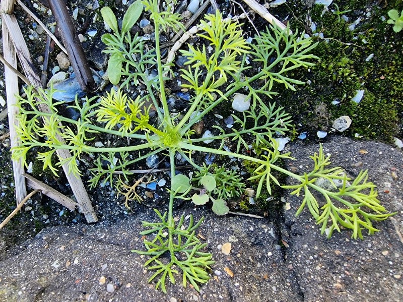 Tripleurospermum maritimum (Sea Mayweed) (alternate view 13)