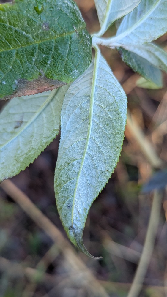 Buddleja (butterfly bushes and allies)