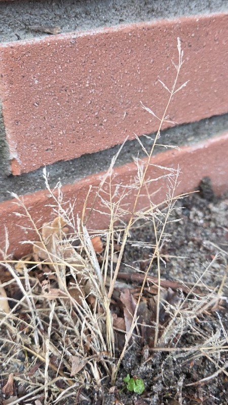 Eragrostis (Lovegrasses) (alternate view 2)