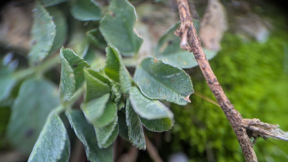 Medicago lupulina (black medic) (alternate view 12)