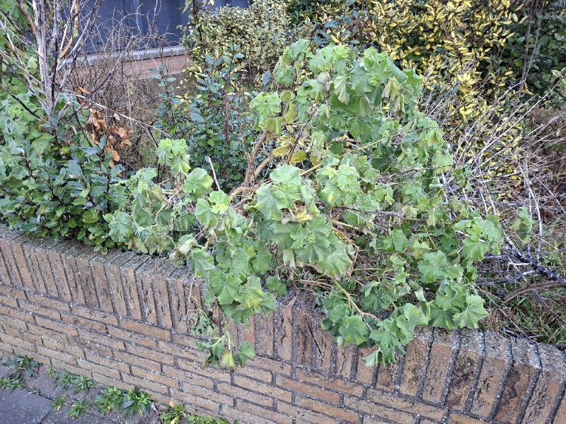 Malva arborea (Tree Mallow) (alternate view 10)
