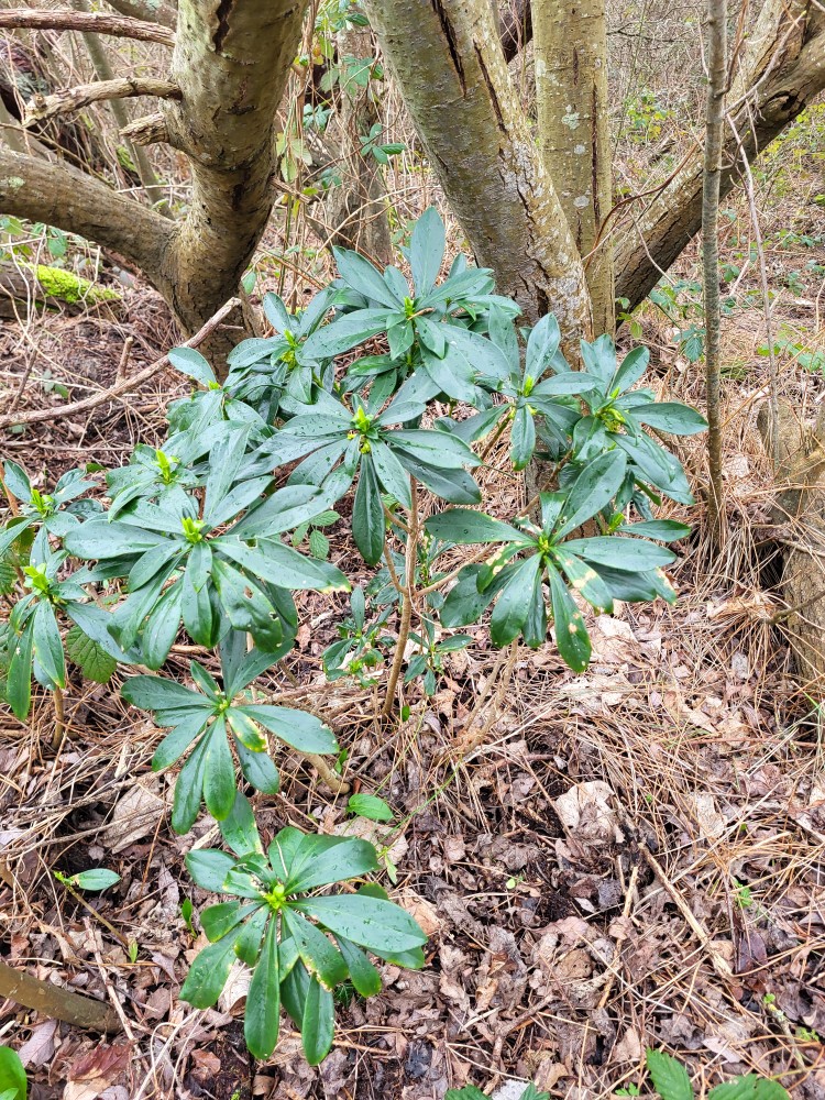 Daphne laureola (spurge daphne) (alternate view 2)
