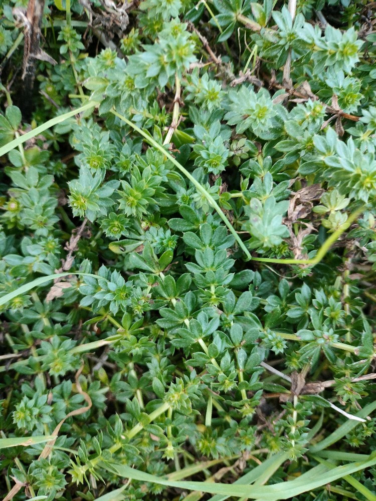 Galium mollugo (Hedge Bedstraw) (alternate view 12)