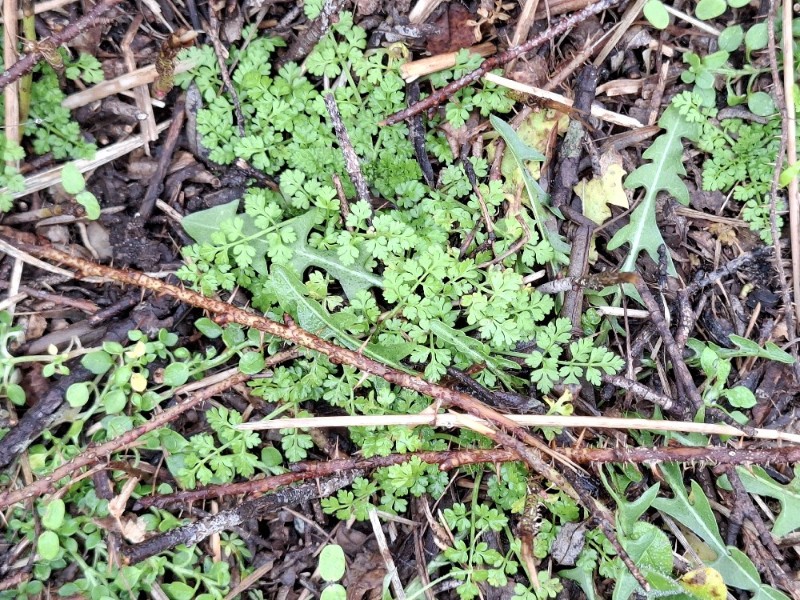 Anthriscus caucalis (Bur Parsley) (alternate view 11)