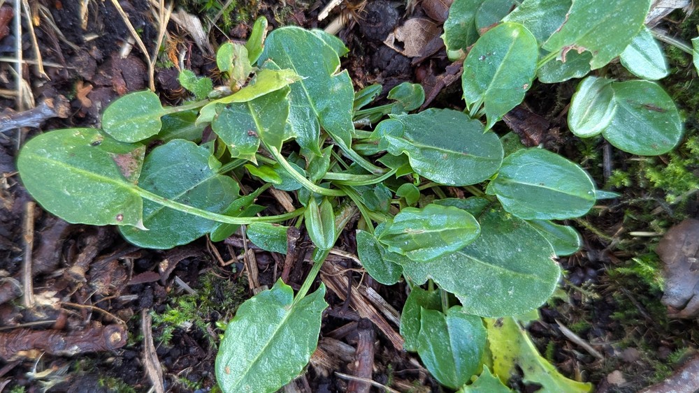 Rumex acetosa (Sorrel) (alternate view 12)