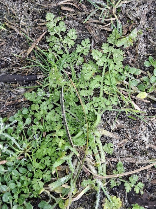 Anthriscus caucalis (Bur Parsley) (alternate view 14)