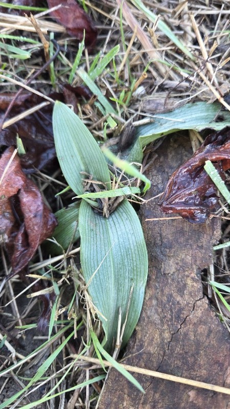 Ophrys (Bee Orchids) (alternate view 3)