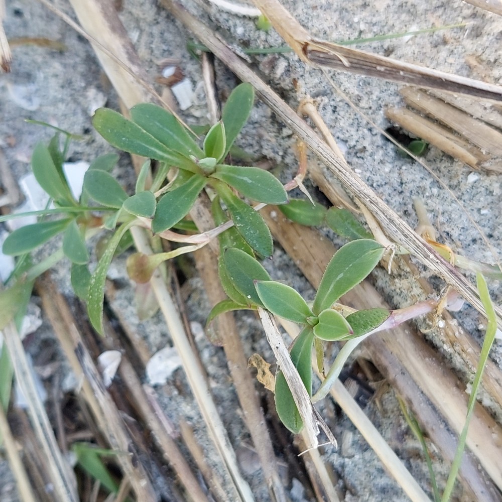 Silene vulgaris (bladder campion) (alternate view 11)
