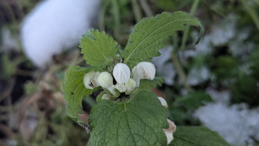 Lamium album (White deadnettle) (alternate view 11)
