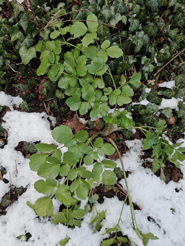 Smyrnium olusatrum (Alexanders) (alternate view 12)