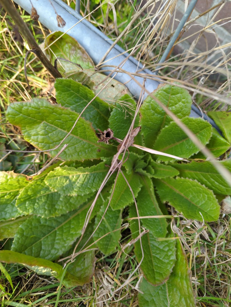 Lactuca (wild lettuces) (alternate view 2)