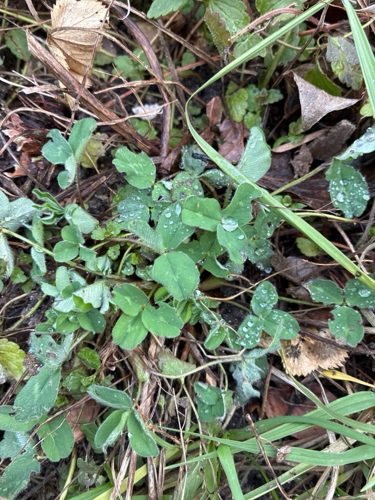 Trifolium pratense (red clover) (alternate view 12)