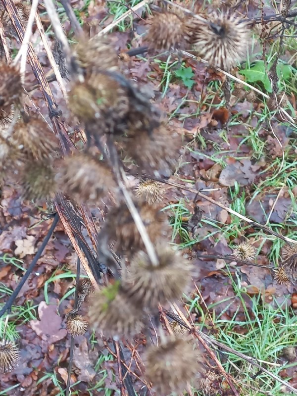 Arctium minus (burrdock) (alternate view 11)