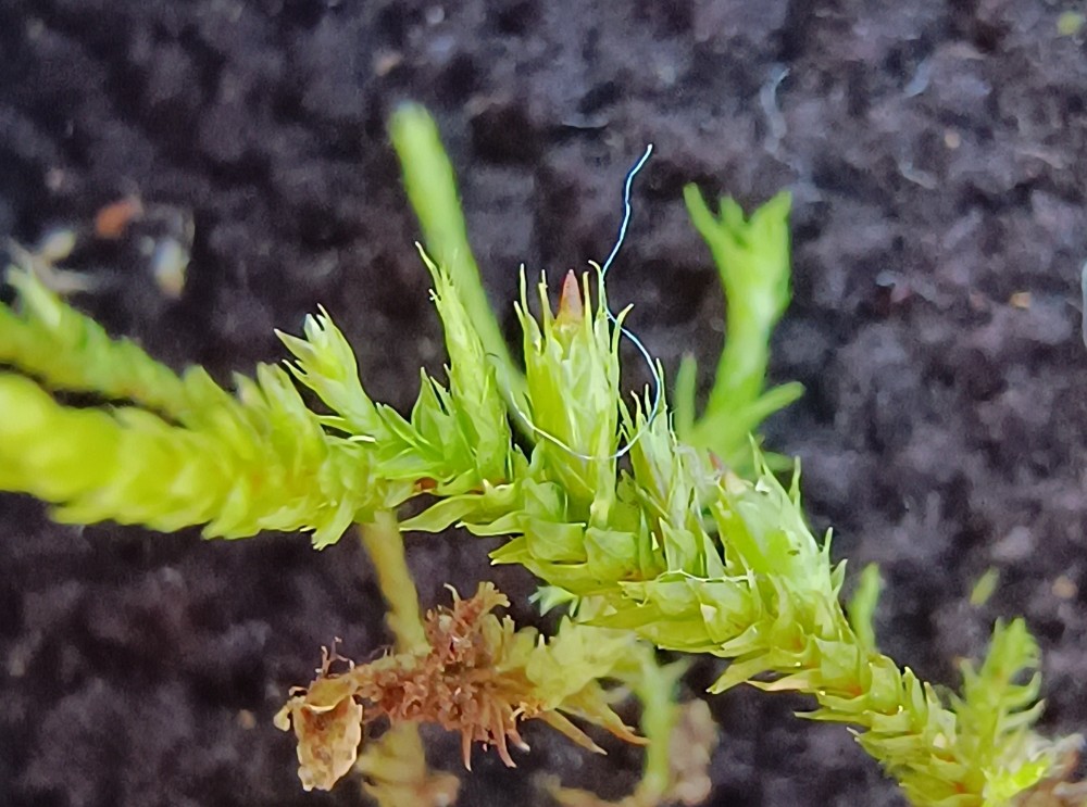 Cryphaea heteromalla (Lateral Cryphaea) (alternate view 12)