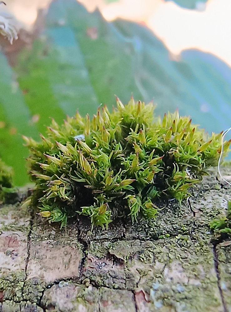 Orthotrichum pulchellum (Elegant Bristle-moss) (alternate view 11)