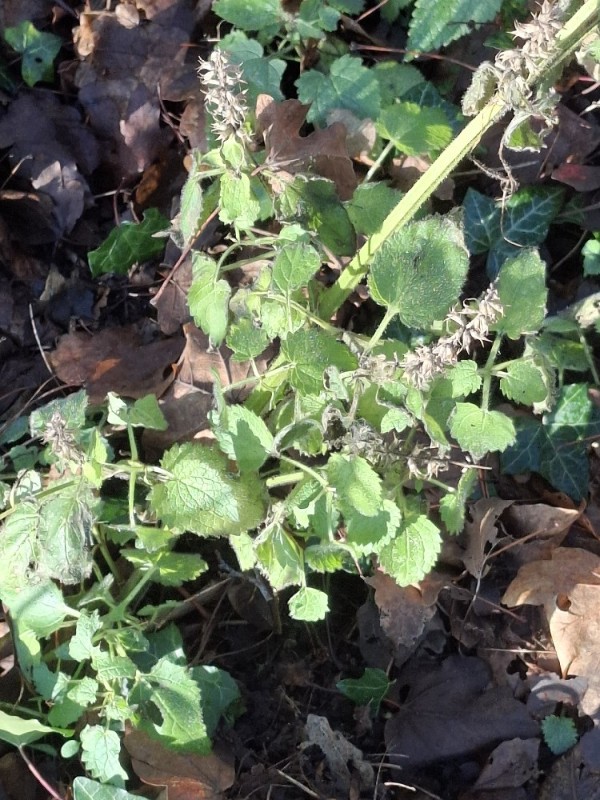 Stachys (Hedgenettles) (alternate view 2)