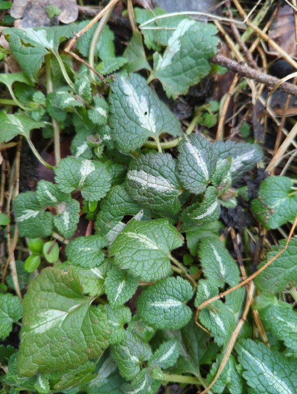 Lamium maculatum (deadnettle) (alternate view 12)