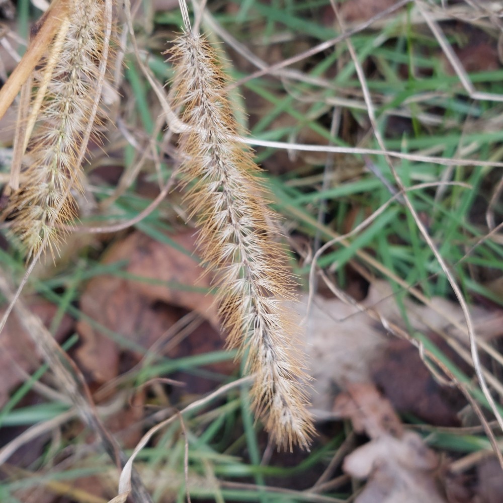 Setaria pumila (yellow foxtail) (alternate view 12)