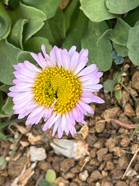 Erigeron glaucus (Seaside Fleabane)