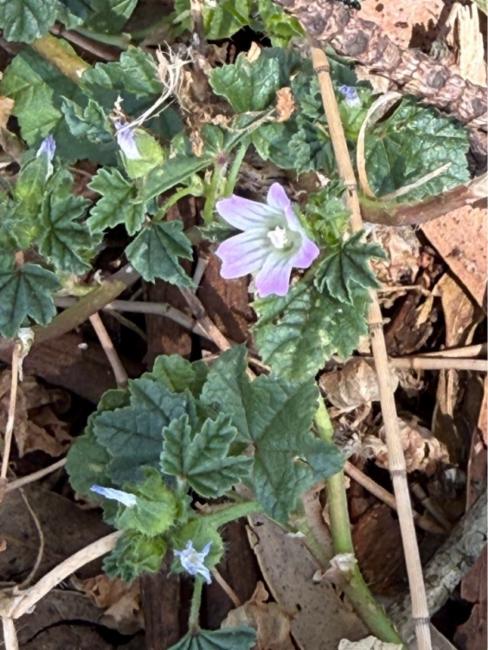 Malva neglecta (dwarf mallow, cheese plant) (alternate view 11)