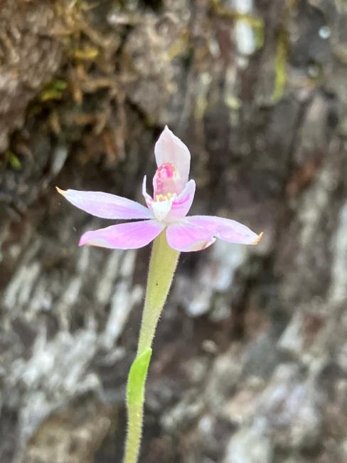 Caladenia