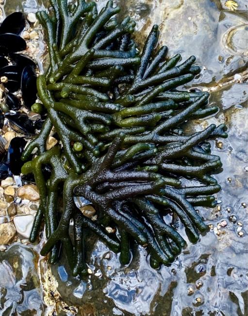 Codium (Codiums)