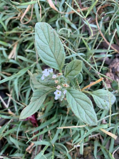 Heliotropium (Heliotropes) (alternate view 2)
