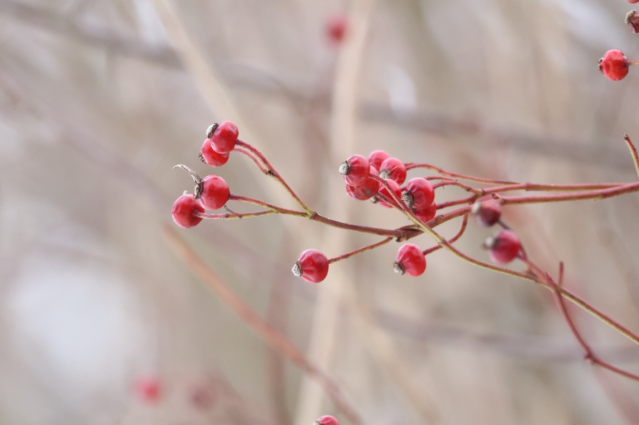 Rosa multiflora (multiflora rose) (alternate view 11)