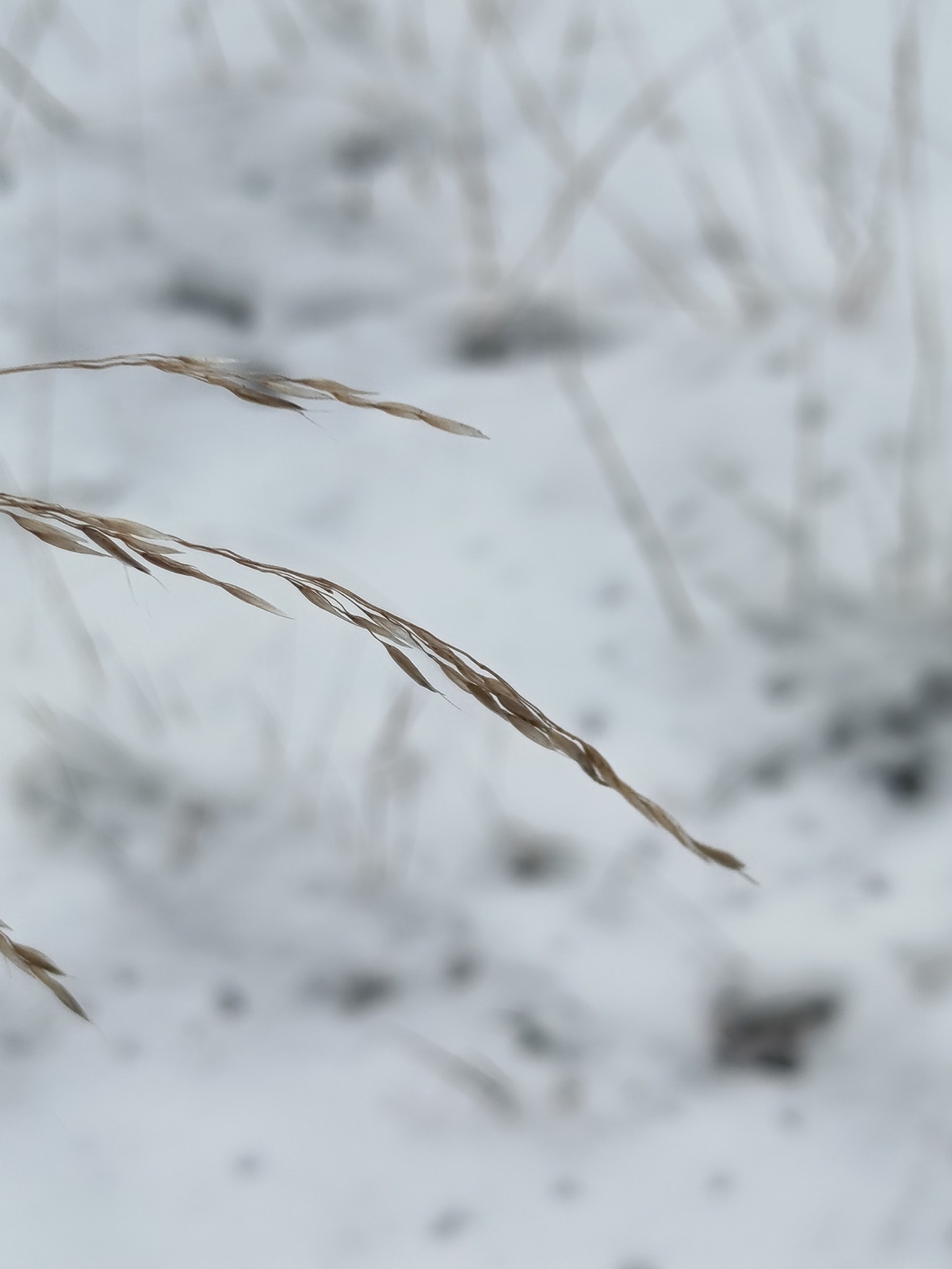 Deschampsia flexuosa (Wavy Hair Grass)