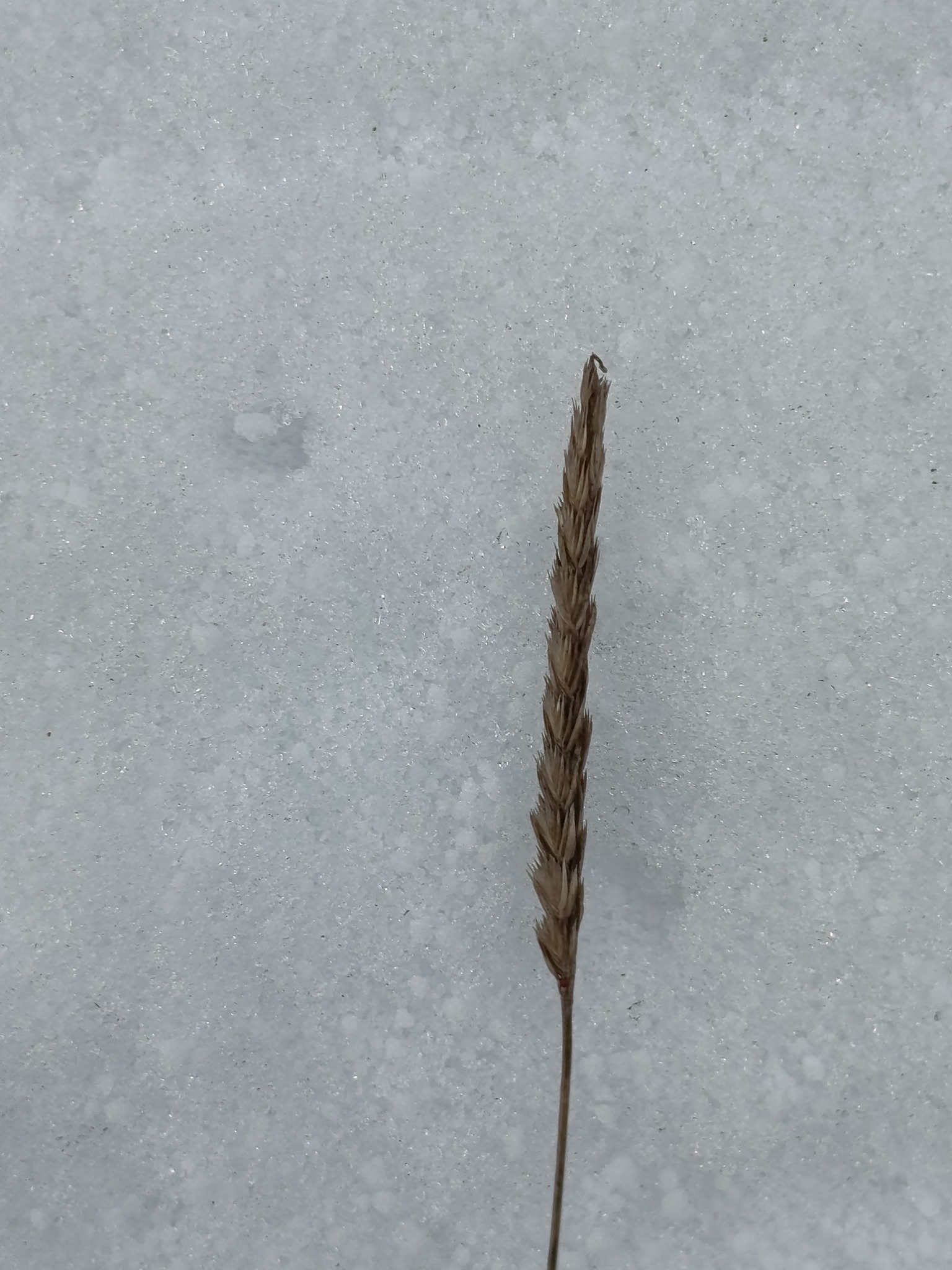 Cynosurus cristatus (crested dogtail grass) (alternate view 12)