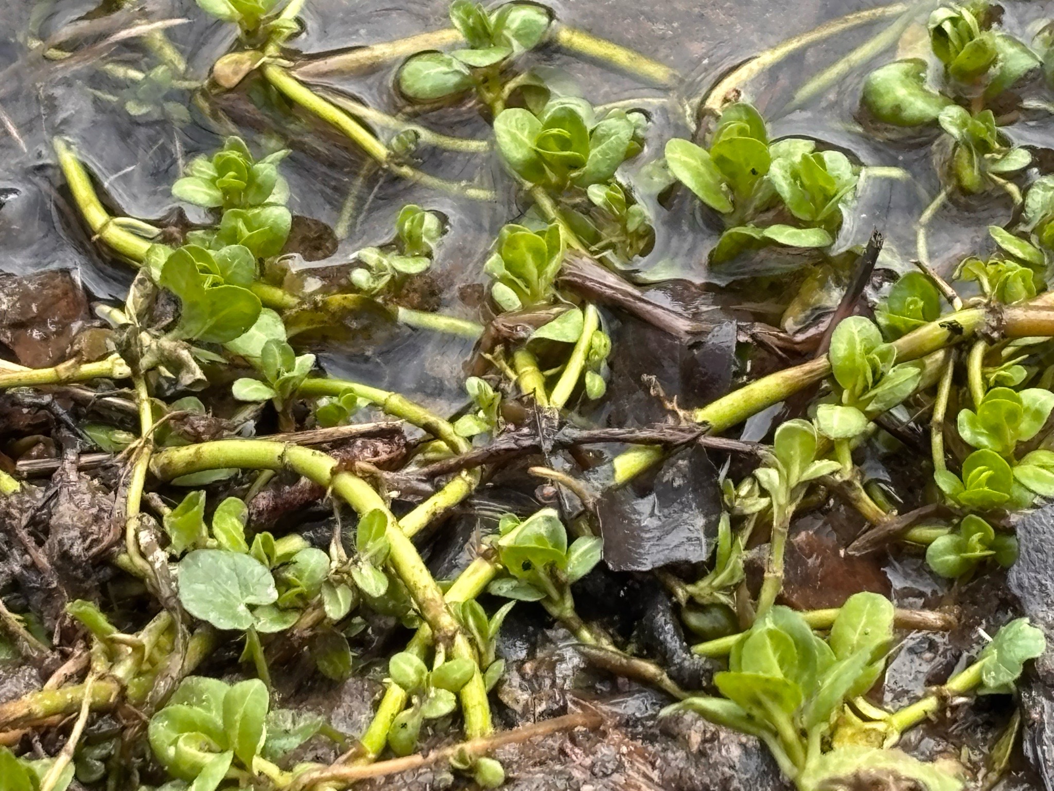 Veronica beccabunga (Brooklime) (alternate view 10)