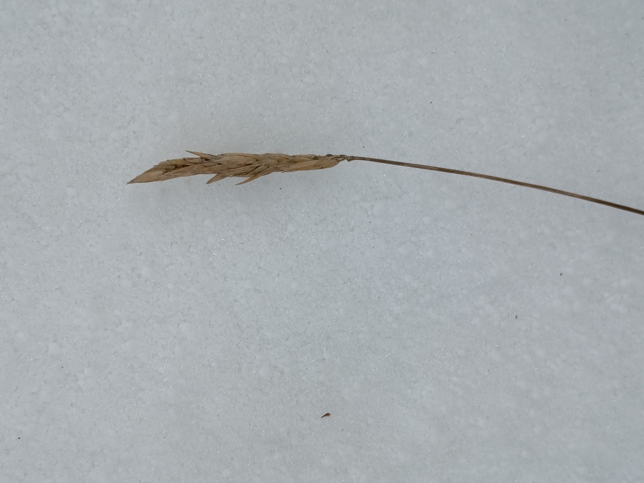 Anthoxanthum odoratum (sweet vernal grass) (alternate view 12)