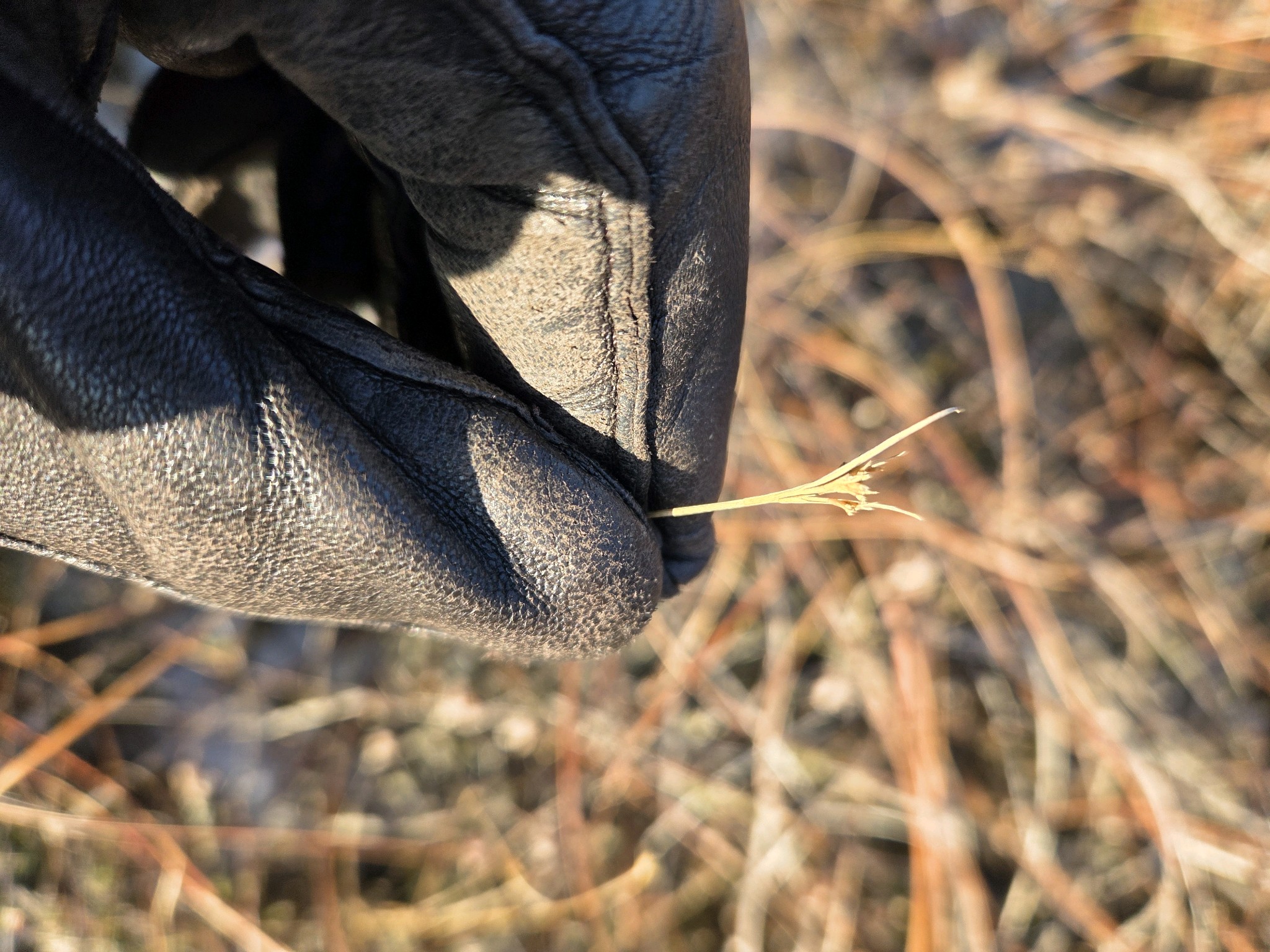 Rhynchospora (Beaksedges)
