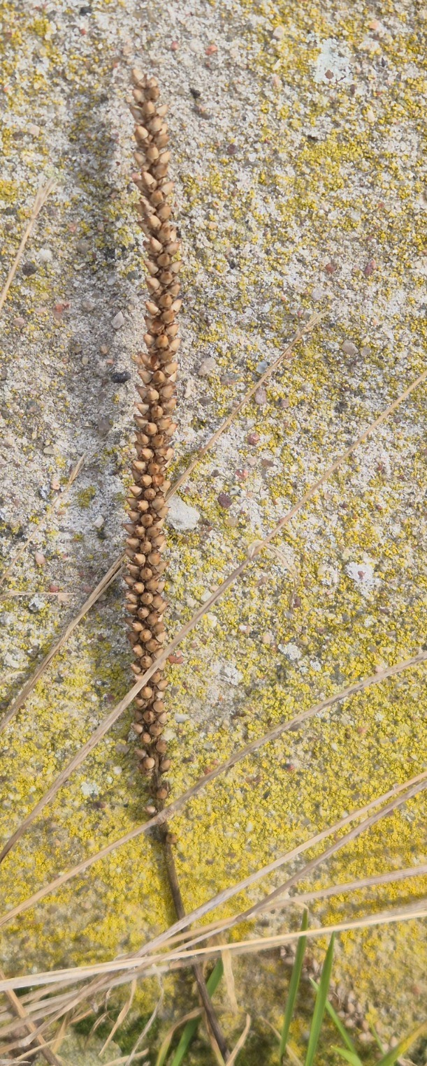 Plantago major (common plantain) (alternate view 12)