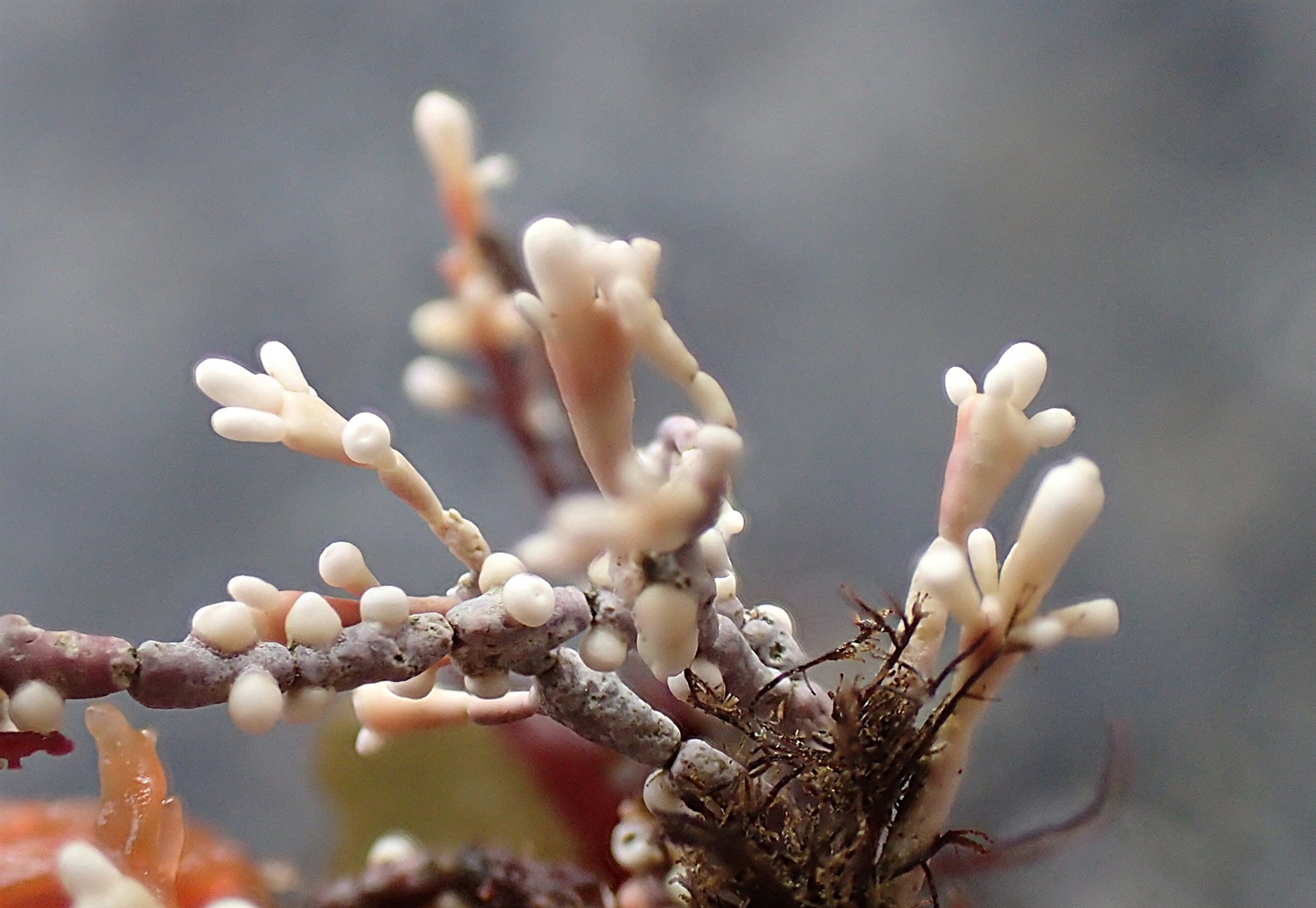 Corallina officinalis (Common Coralline) (alternate view 8)