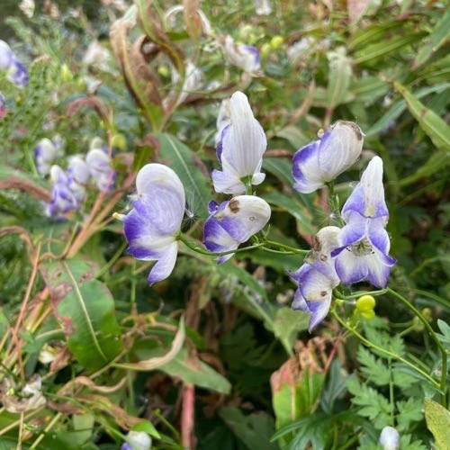 Aconitum bicolor (Bicolor Monkshood)