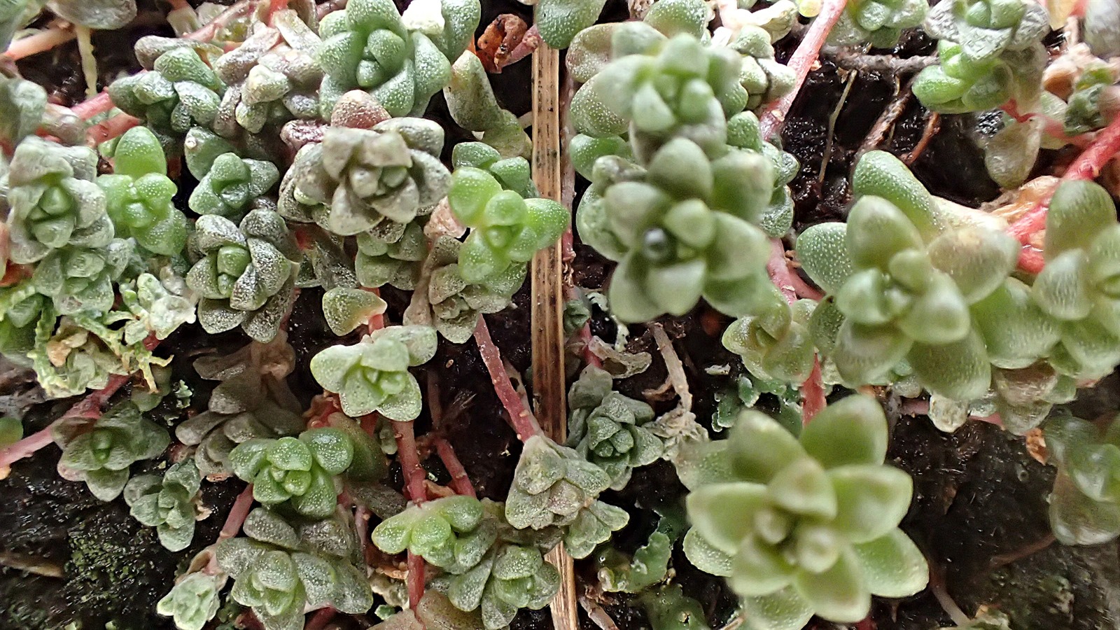Sedum anglicum (English Stonecrop) (alternate view 11)