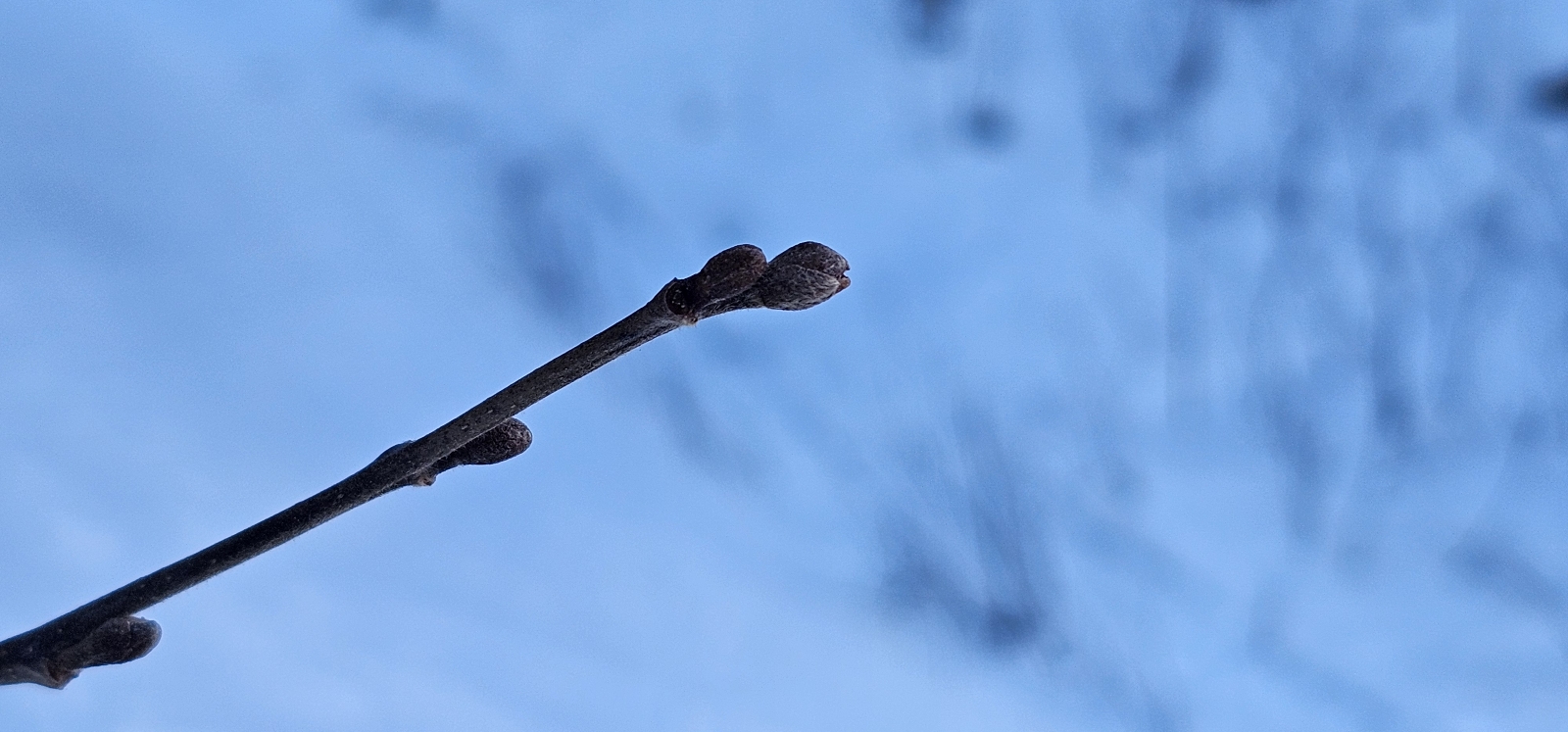 Alnus incana (Mountain Alder)