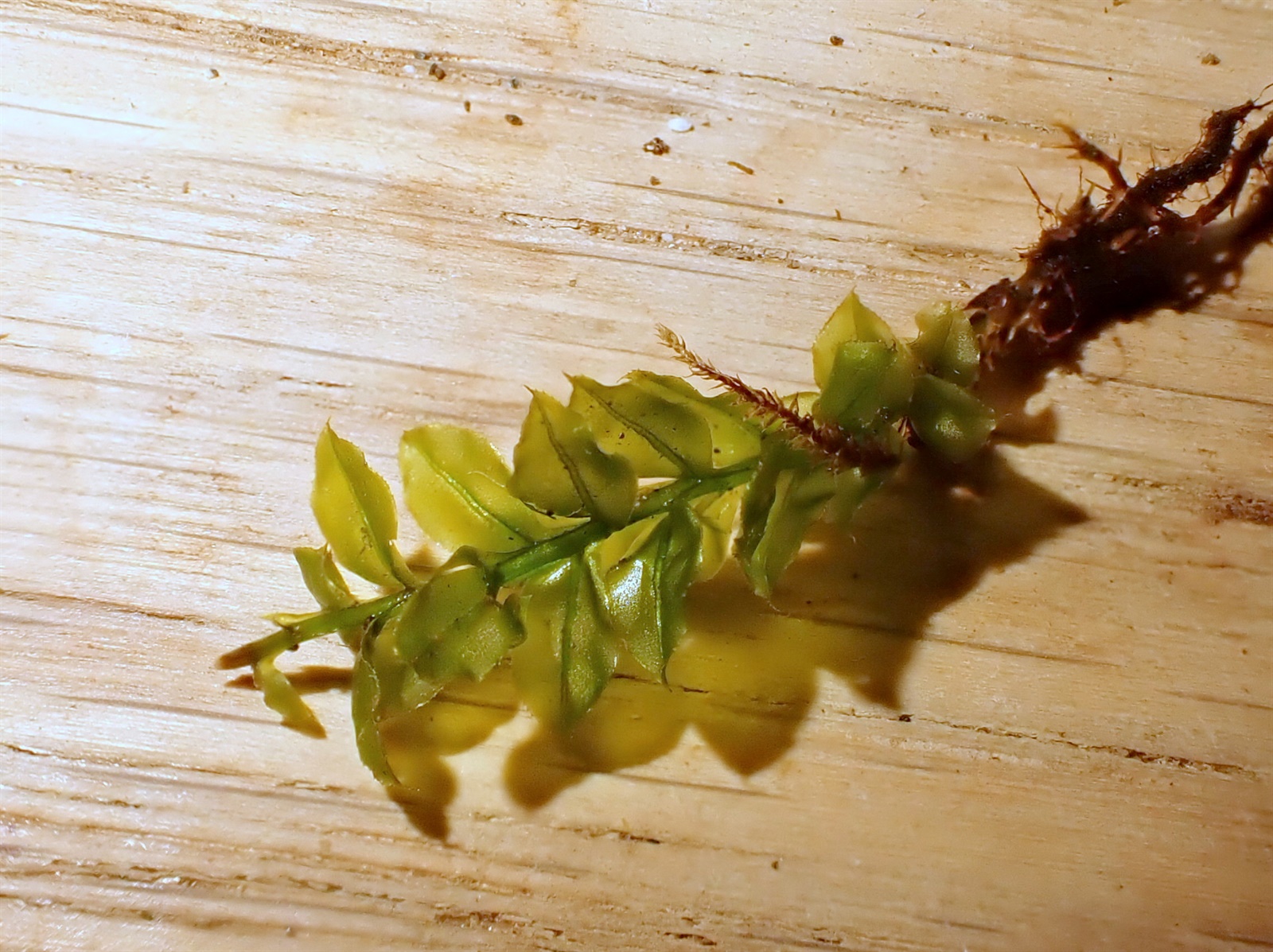Plagiomnium cuspidatum (Woodsy Thyme-moss) (alternate view 11)
