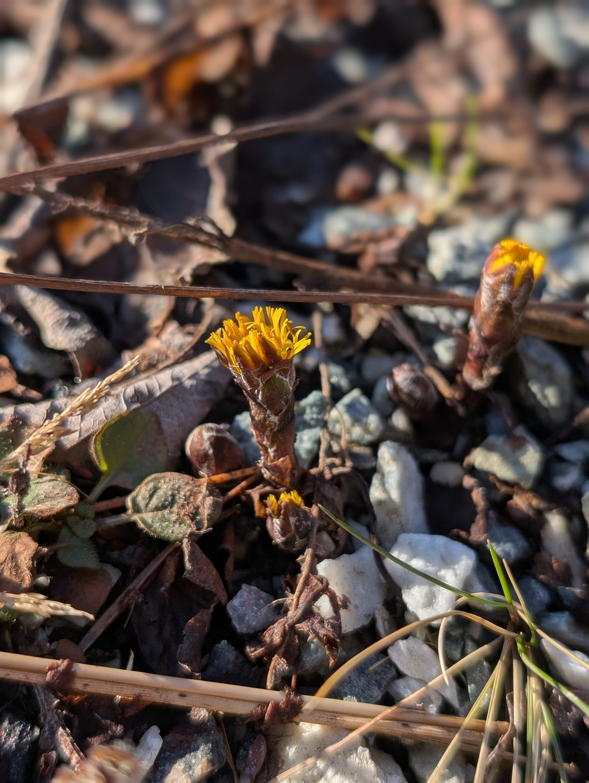 Tussilago farfara (colt's-foot) (alternate view 13)