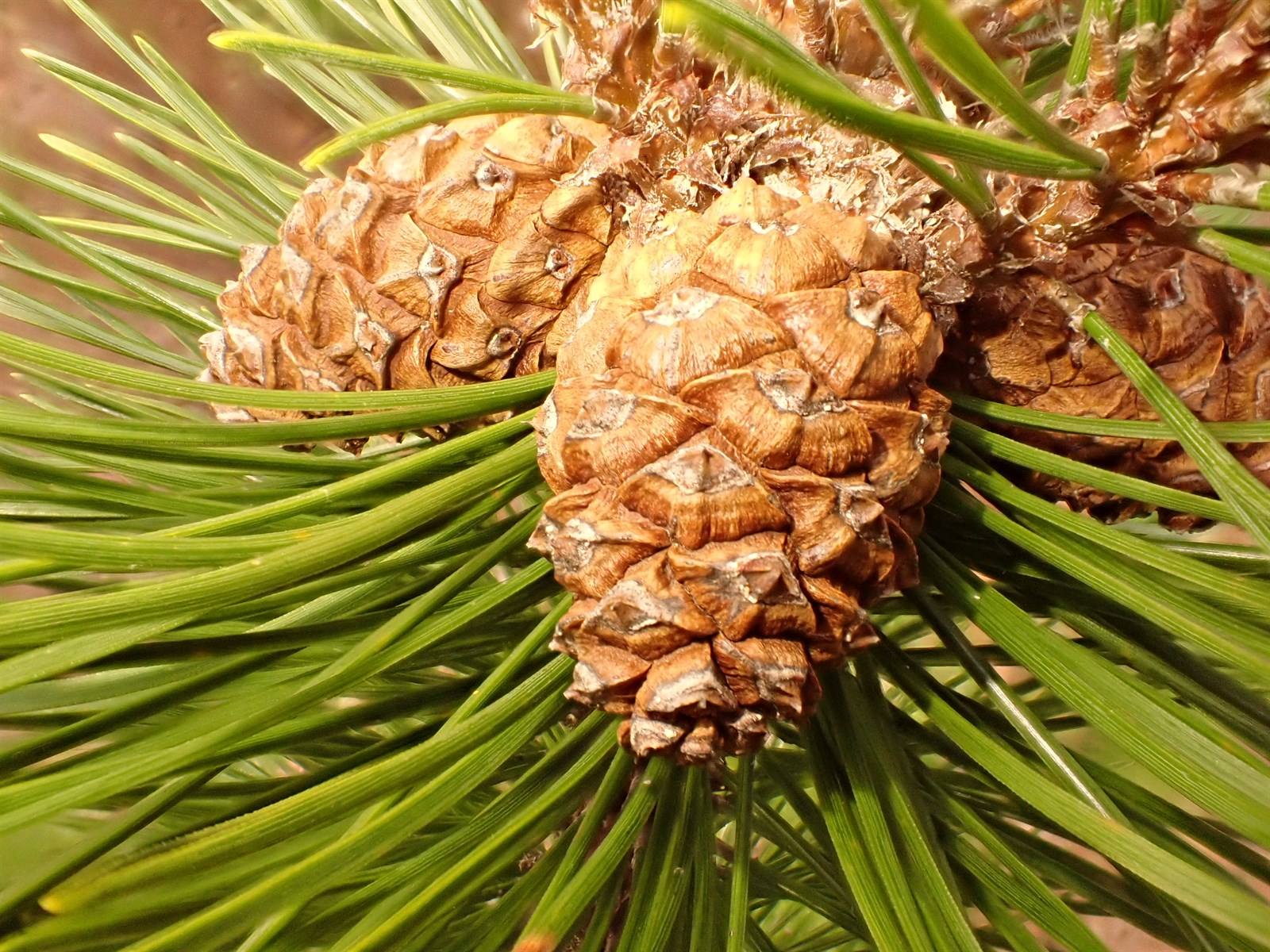 Pinus mugo (mugo pine) (alternate view 4)