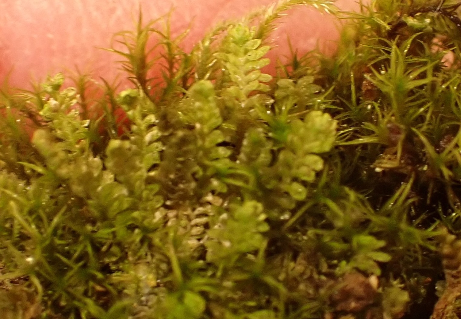 Diplophyllum albicans (White Earwort) (alternate view 11)